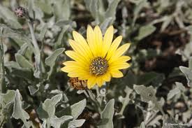 Image result for Arctotis