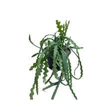 Image result for Rastrophyllum pinnatipartitum