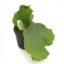 Image result for Platycerium elephantotis