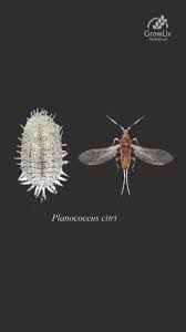 Image result for Mealybug cucumber