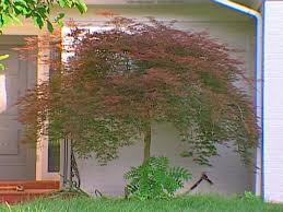 This tree offers the best maple colour for australian gardens. How To Transplant A Japanese Maple How Tos Diy