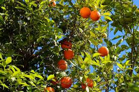Check spelling or type a new query. Orange Orange Tree Fruit Citrus Fruits Bush Juicy Fruits Healthy Citrus Fruit Tree Pxfuel