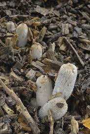 Image result for Coprinus lagopus
