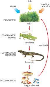 Gli studenti che imparano a darsi la spinta spiega loro che dovrebbero rilassarsi e sentire la testa, le gambe e le braccia che affondano. Alimentare Rete In Enciclopedia Dei Ragazzi