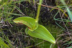 Image result for Satyrium chlorocorys