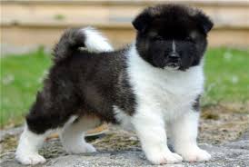 Black And White Akita Black And White Akita Inu Puppies Akita Puppies American Akita Akita Dog