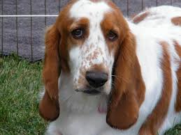 With a maximum height of 38 cm, a basset hound weighs 35 kilos. Long Hair Basset Beauty Gabr 2013 Persian Cat Basset Puppies