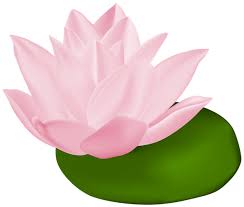 Pink Water Lily Transparent Png Clip Art Image Clip Art Art Images Free Clip Art
