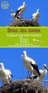 Bird Sounds Birds Singing Stork Bird Singing Bird Song Wild Nature Sounds Relaxation And Meditation Aist Semya Aistov Gnezdo Penie Golosa Pti Stork Bird Song Bird Sounds Of Birds