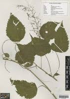 Image result for Acalypha racemosa