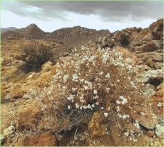 Image result for Hygrophila okavangensis