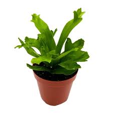 Image result for Microsorum punctatum