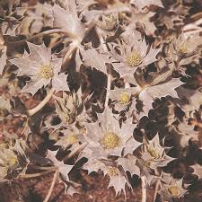Sea holly teams brilliantly with airy plants such as grasses and verbena bonariensis. Seaholly A Leading Supplier Of Vegetable Seeds In Essex Uk Grow Your Own Vegetable Seeds Kingsseeds Com