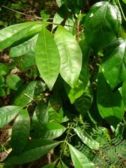 Image result for Polysphaeria