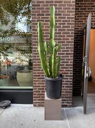 Image result for Euphorbia ingens