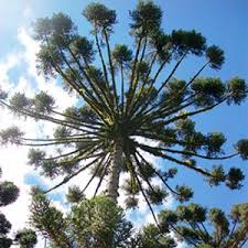 What's particularly interesting about this is that the bark of the tree is resistant to fire, meaning clusters of them can actually survive lava flows. Parana Pine Monkey Puzzle Tree At One Green World