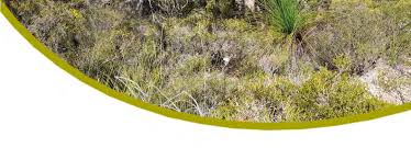 Image result for Hemarthria natans