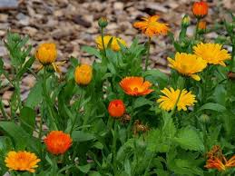 D Calendula Officinalis Pot Marigold Medicinal Herbs Herb Tinctures Herbs