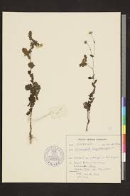 Image result for Dichrocephala