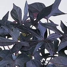Image result for Ipomoea barteri