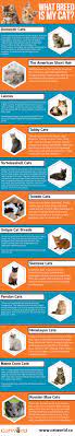 A cat's pedigree must go through the process of certification by the registry in order to be called a purebred. What Breed Is My Cat How To Use Facts Genetics To Id Your Cat S Breed