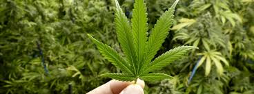 Recreational Marijuana Pros Cons Procon Org