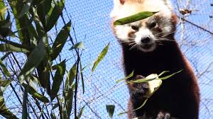 Red panda cub live feeding! Welcome To Knoxville Doofa Zoo Knoxville Introduces New Red Panda Wbir Com