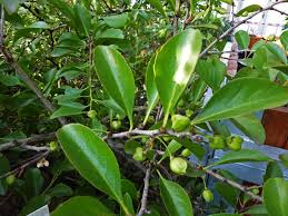 Image result for Maytenus