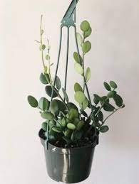 Check spelling or type a new query. 47 Best Silver Dollar Plant Ideas Sukulent Rosliny Kaktus