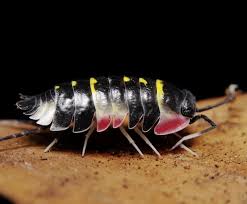 Image result for Alinula sp.