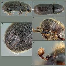 Your home's walls can be smooth again, even if they are dented and cracked now. Invasive Bark And Ambrosia Beetles In California Mediterranean Forest Ecosystems Springerlink