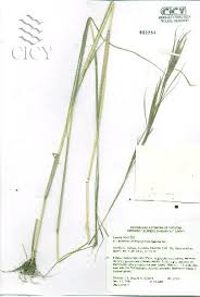 Image result for Andropogon fastigiatus