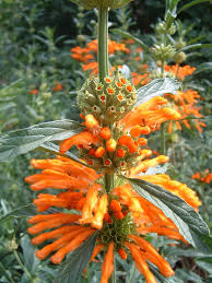 Image result for Leonotis decadonta