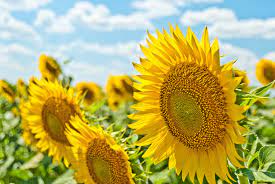 Yellow Sunflowers During Daytime Photo Free Flower Image On Unsplash Sunflower Fields Solar Nature