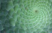 Resultado de imagen para "secuencia de Fibonacci" -wikipedia