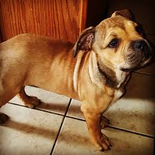 We did not find results for: All You Need To Know About English Bulldog Pitbull Mix Dog N Treats