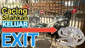 Manfaat temu ireng untuk ayam bangkok aduan. Manfaat Temu Ireng Temu Hitam Untuk Ayam Youtube
