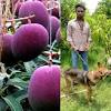 A farmer couple rani and sankalp parihar in mp deploys four guards and six guard dogs to protect a very rare variety of mango in india 1