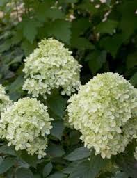Check spelling or type a new query. Hydrangea Paniculata Little Lamb Pp15395 From Nvk Nurseries