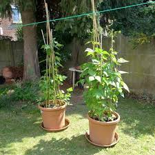 Maybe you would like to learn more about one of these? Beans In Pots Diary Of A Brussels Kitchen Garden