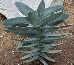 Image result for Crassula perfoliata