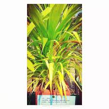 Image result for Pandanaceae