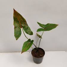 Image result for Pilea johnstonii