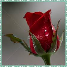 We did not find results for: Gambar Bunga Mawar Sedih