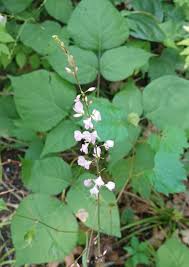 Image result for Desmodium subsecundum
