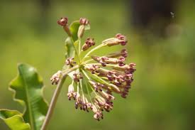 Image result for Asclepias albens