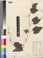 Image result for Raphidiocystis jeffreyana