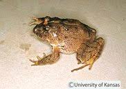 Image result for Strabomantis necerus