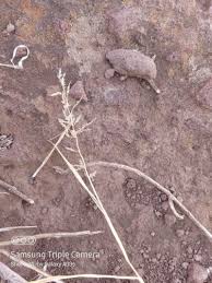 Image result for Eragrostis racemosa