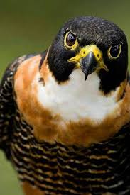 Birds Of Prey Animals Falcon Beautiful Birds Birds Of Prey Animals Beautiful